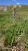 Gymnadenia conopsea (Orchis moucheron) © Pernot Jean-Claude