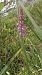 Gymnadenia conopsea (Orchis moucheron) © Pernot Jean-Claude