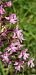 Gymnadenia conopsea © hidden author