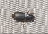 Pseudoophonus rufipes  - Yohann Brouillard