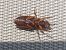 Pseudoophonus rufipes © Yohann Brouillard