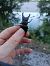 Lucanus cervus © Tiziano Fiorenza (FVG)