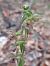 Epipactis helleborine - Emmanuel Cosson