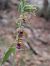 Epipactis helleborine - Emmanuel Cosson