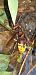 Vespa crabro  - Michele Cento