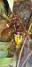 Vespa crabro  - Michele Cento