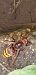 Vespa crabro © Michele Cento