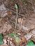 Goodyera repens  - Bernard Sonnerat