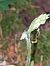 Goodyera repens  - Bernard Sonnerat