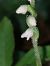 Goodyera repens (Goodyère rampante) © Bernard Sonnerat