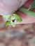Epipactis leptochila  - Emmanuel Cosson