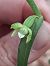 Epipactis leptochila  - Emmanuel Cosson