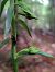 Epipactis leptochila  - Emmanuel Cosson