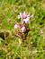 Ophrys sp. - Éric Le Roy