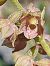 Epipactis atrorubens  - Bernard Sonnerat