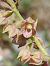 Epipactis atrorubens  - Bernard Sonnerat