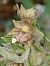 Epipactis atrorubens (Épipactis pourpre noirâtre) © Bernard Sonnerat