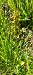 Dactylorhiza viridis © Gerard Chassan