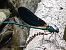 Calopteryx virgo © Rudy Valfiorito
