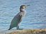 Cormorano (Phalacrocorax carbo) © Stefano Sava