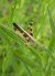 Aiolopus strepens © Yohann Brouillard