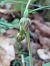 Epipactis leptochila  - Bernard Sonnerat