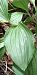 Cypripedium calceolus  - Luc Mery