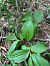 Cypripedium calceolus  - Luc Mery