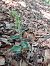 Epipactis leptochila  - Bernard Sonnerat