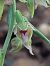 Epipactis leptochila  - Bernard Sonnerat
