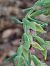 Epipactis leptochila  - Bernard Sonnerat