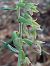 Epipactis leptochila  - Bernard Sonnerat