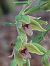 Epipactis leptochila  - Bernard Sonnerat