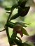 Epipactis leptochila  - Bernard Sonnerat