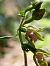 Epipactis leptochila  - Bernard Sonnerat