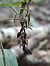 Epipactis helleborine  - Alain Fourmann