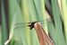 Libellula depressa © Andrea Galimberti