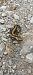 Arrabio arrunt (Salamandra salamandra) © Mikel Carrasco