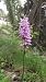 Dactylorhiza maculata  - Pernot Jean-Claude