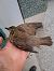 Tordo bottaccio (Turdus philomelos) © Autore sconosciuto