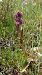 Dactylorhiza cruenta (Orchis rouge sang) © Pernot Jean-Claude