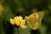 Colias crocea © Paola Bressan