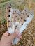 Barbagianni (Tyto alba) © Walter Sassi