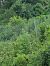 Ailanthus altissima  - Ilaria Antoniutti (FVG)
