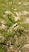 Amorpha fruticosa  - Niko Borghese (FVG)