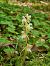 Epipogium aphyllum (Épipogon sans feuilles) © Diane Raibaut