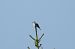 Pigliamosche (Muscicapa striata) © Johannes und Gertraud Walli