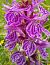 Dactylorhiza savogiensis (Orchis de Savoie) © Pierre Defontaines