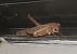 Platycleis sp. © Yohann Brouillard