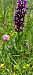 Dactylorhiza alpestris (Orchis des Alpes) © Gerard Chassan
